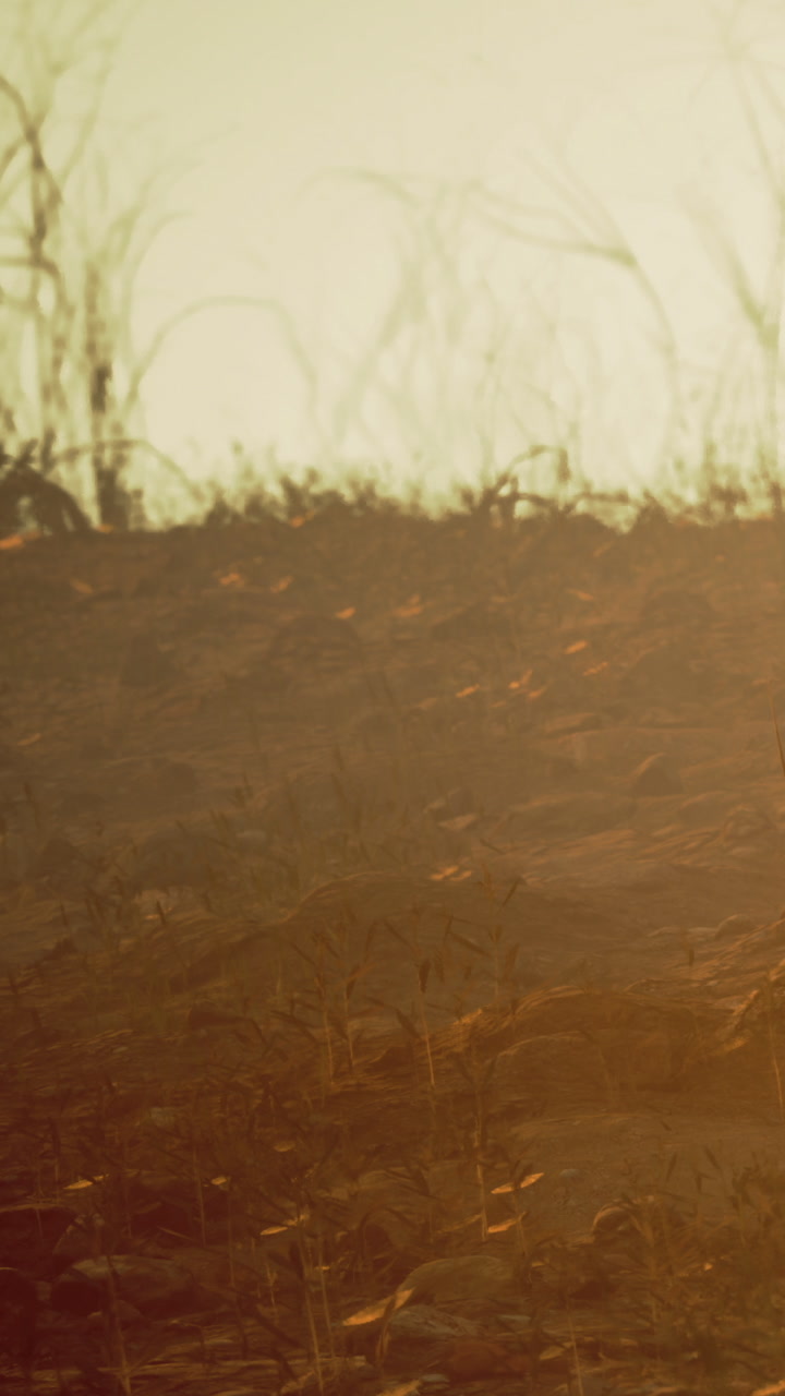 Dry landscape with sparse vegetation and warm light during golden hour