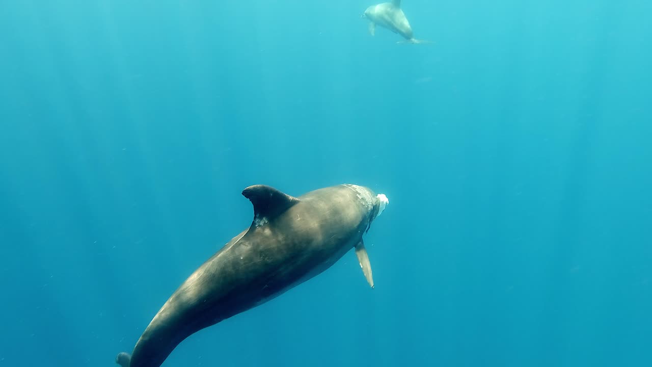 A Pod of Bottlenose Dolphins Feeding on Fish and Swimming Around Clear Waters