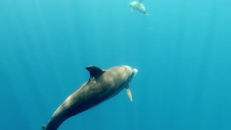 a pod of bottlenose dolphins feeding on fish and swimming around clear waters