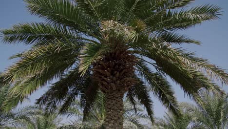 date palm trees against blue sky in summer