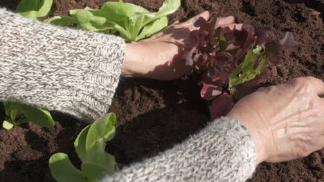 farmer hands planting seedling salad vegetables