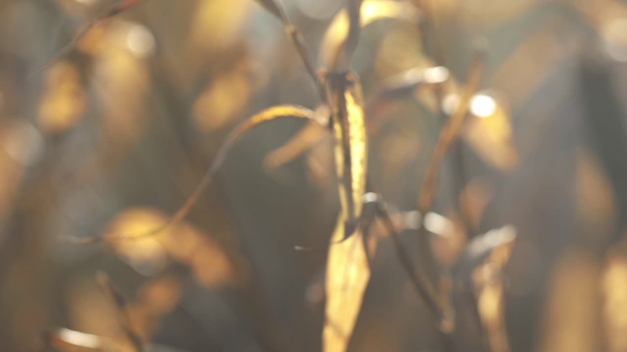 죽어가는 식물의 황색 잎이 바람에 부드럽게 움직이고 있습니다.