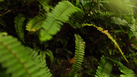 Reveal-shot-of-fairy-tale-house-hidden-in-lush-green-foliage