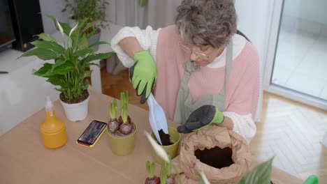 senior woman planting hyacinths