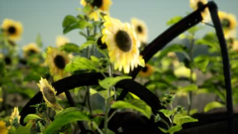 old vintage style scythe and sunflower field