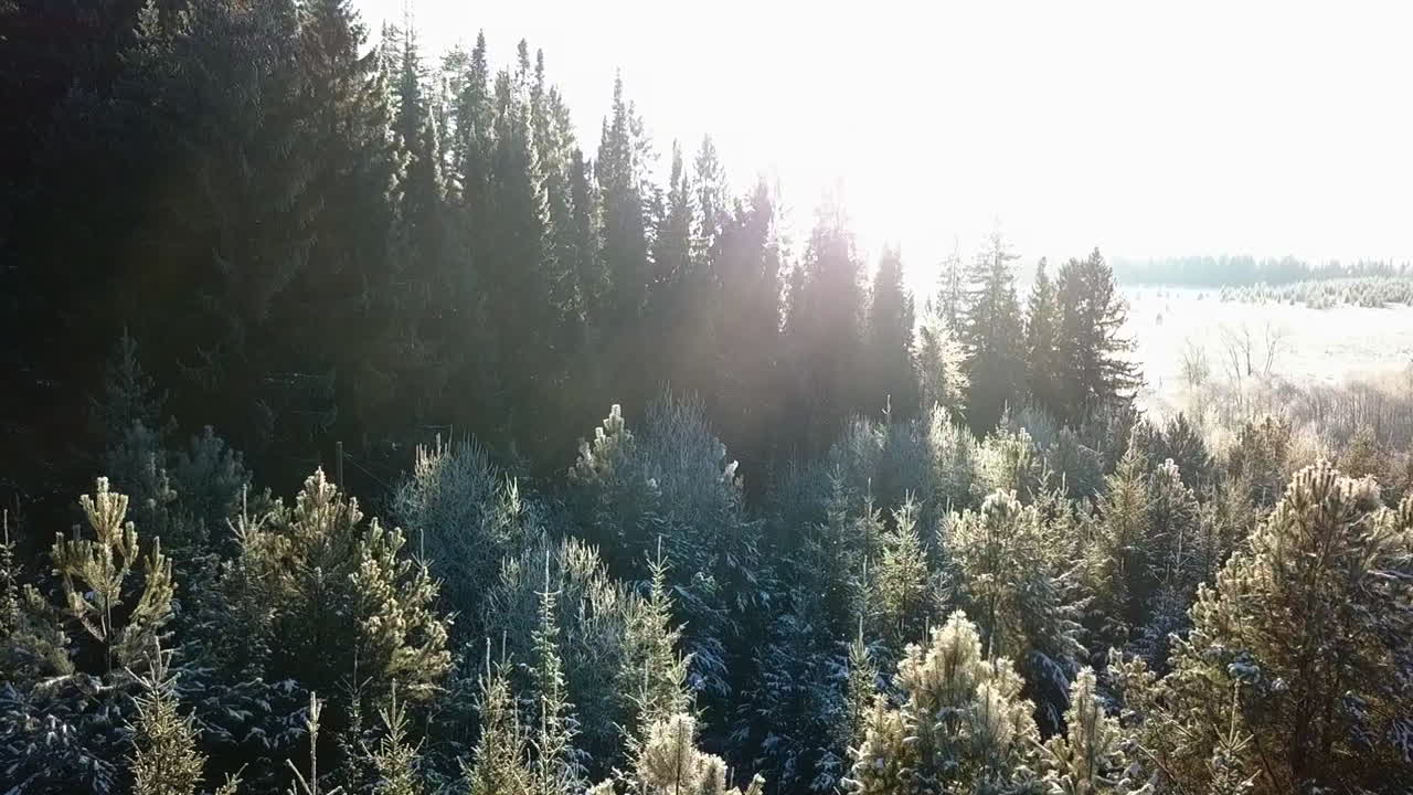 Winter Forest at Sunrise