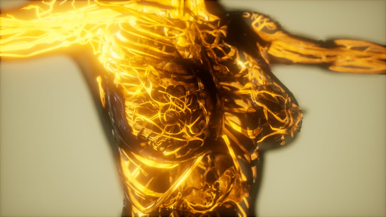 осмотр крови в кровеносных сосудах кровеносной системы