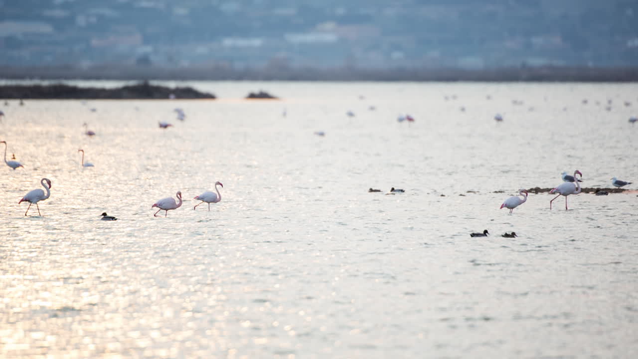 델타 플라밍고 28