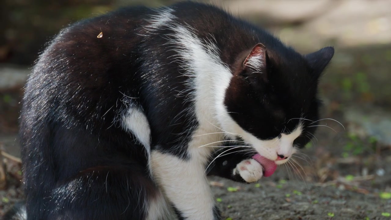 Nærbillede af en sort og hvid kat, der slikker sin pote under pelspleje.