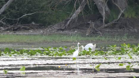 Una-Gran-Garceta-Blanca,-Un-Cisne-Y-Una-Garza-Gris-Caminando-Entre-Nenúfares-En-Un-Brazo-Lateral-Del-Río-Rin-1