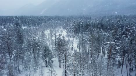 Hermoso-Bosque-De-Nieve-En-Invierno.-Volando-Sobre-Pinos-Cubiertos-De-Nieve.