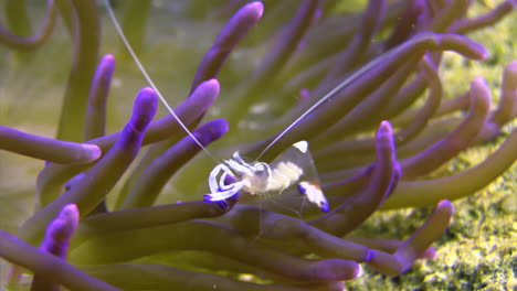 magnífico camarón anémona alimentándose en un coral con puntas moradas, toma de primer plano
