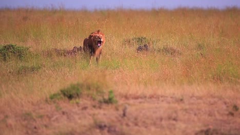 Golden-male-African-Lion-yawns-and-walks-away-in-tall-Kenyan-savanna