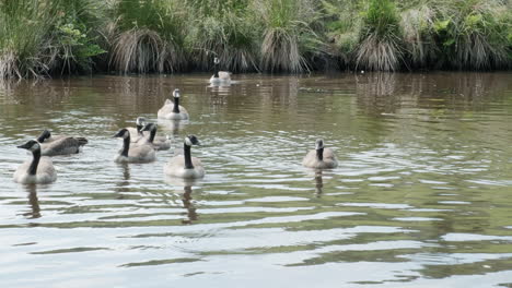 Eine-Reihe-Junger-Gänse-Schwimmt-Auf-Einem-Kanal-Vorbei