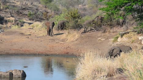 Toma-Amplia-De-Un-Elefante-Acercándose-Al-Abrevadero-Con-El-Resto-De-La-Manada-Alimentándose-En-El-Fondo,-Parque-Nacional-Kruger