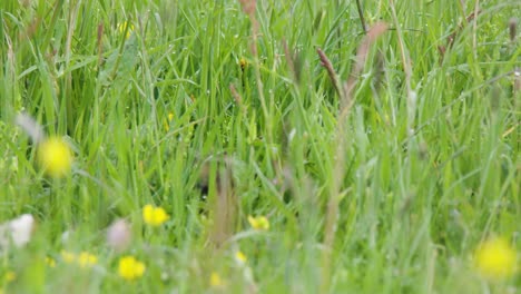 close-up of alert little black-tailed godwit chick in meadow, the netherlands