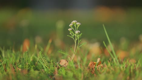 a tiny yarrow plant with delicate white flowers in the lush green grass