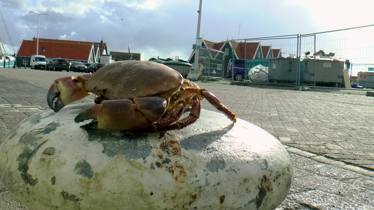 Død krabbe ligger på en pullert i havnen.