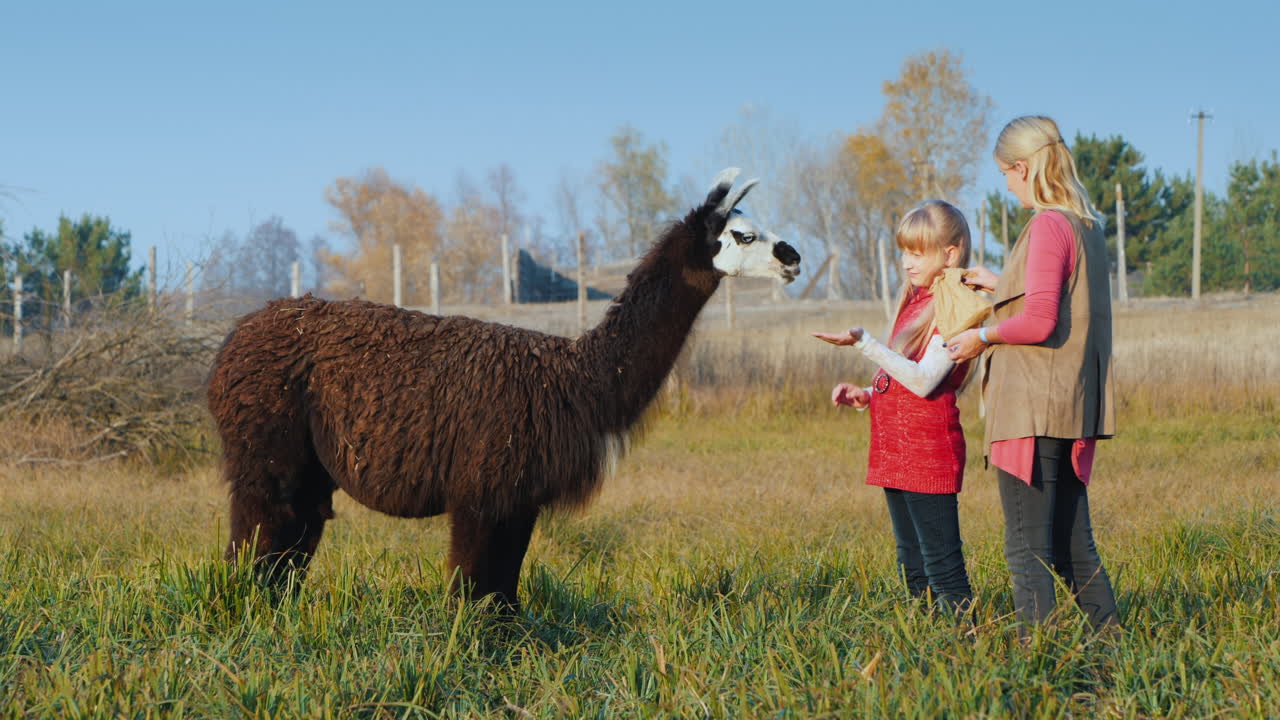 아이를 둔 여성이 알파카 크래커를 대접하며 즐거운 시간을 보냅니다.