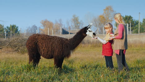 una mujer con un niño trata las galletas de alpaca para pasar un buen rato juntos