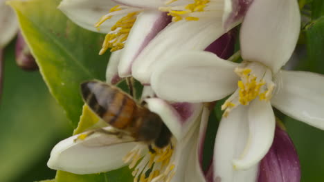 a macro shot of a honey bee extracting pollen from a sprouting lemon tree on a bright sunny day