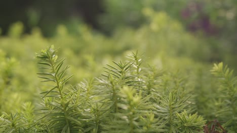 close up shot of conifer trees in a outdoor forest landscape environment with green foliage.