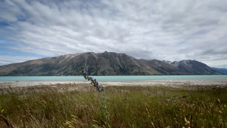 wide angle view of purple flower on shore of turquoise, alpine lake in new zealand