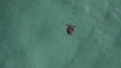 4k drone top view of a lonely sea turtle in a clear blue ocean in australia