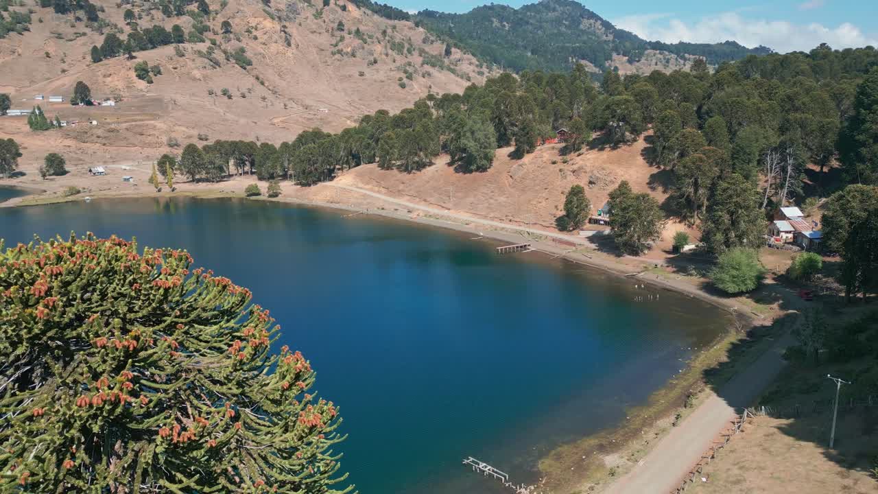 Volo a ritroso che rivela una baia di lago turchese con araucarie in primo piano e una collina arida. Icalma, Lonquimay, Cile