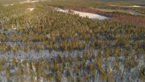 Antena-De-La-Hora-Dorada-Sobre-Un-Bosque-Cubierto-De-Nieve-En-Las-Zonas-Rurales-De-Letonia-En-Una-Noche-De-Invierno