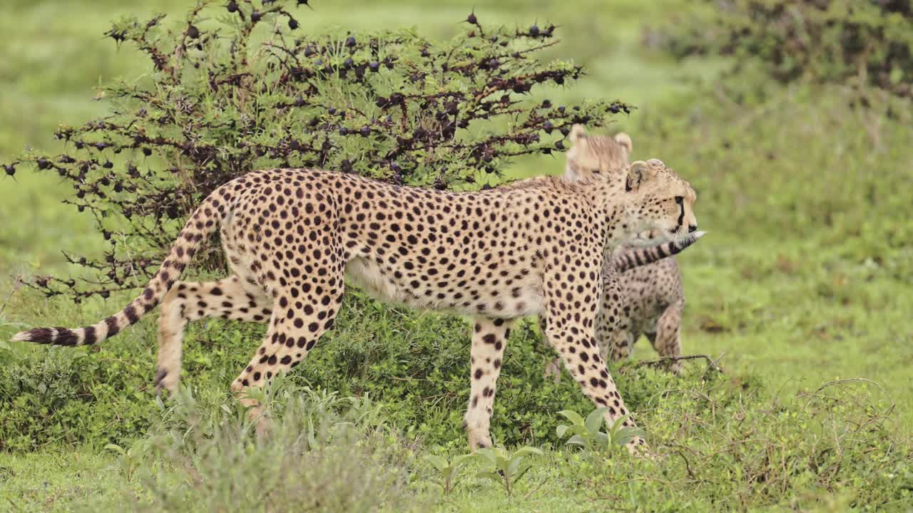 Slow Motion Cheetah Cubs Running and Playing with Mother, Baby Cheetahs Animals Chasing Each Other in Serengeti National Park in Tanzania in Africa on African Wildlife Safari Animals Game Drive