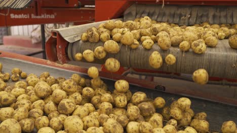 potato sorting, processing and packaging plant.