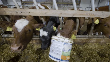 calf herd feeding through cattle pen in dairy cow production farm barn