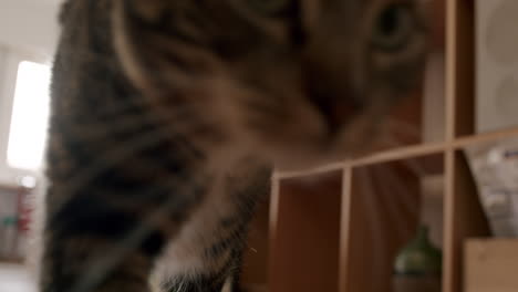 cat stretching and yawning on the floor