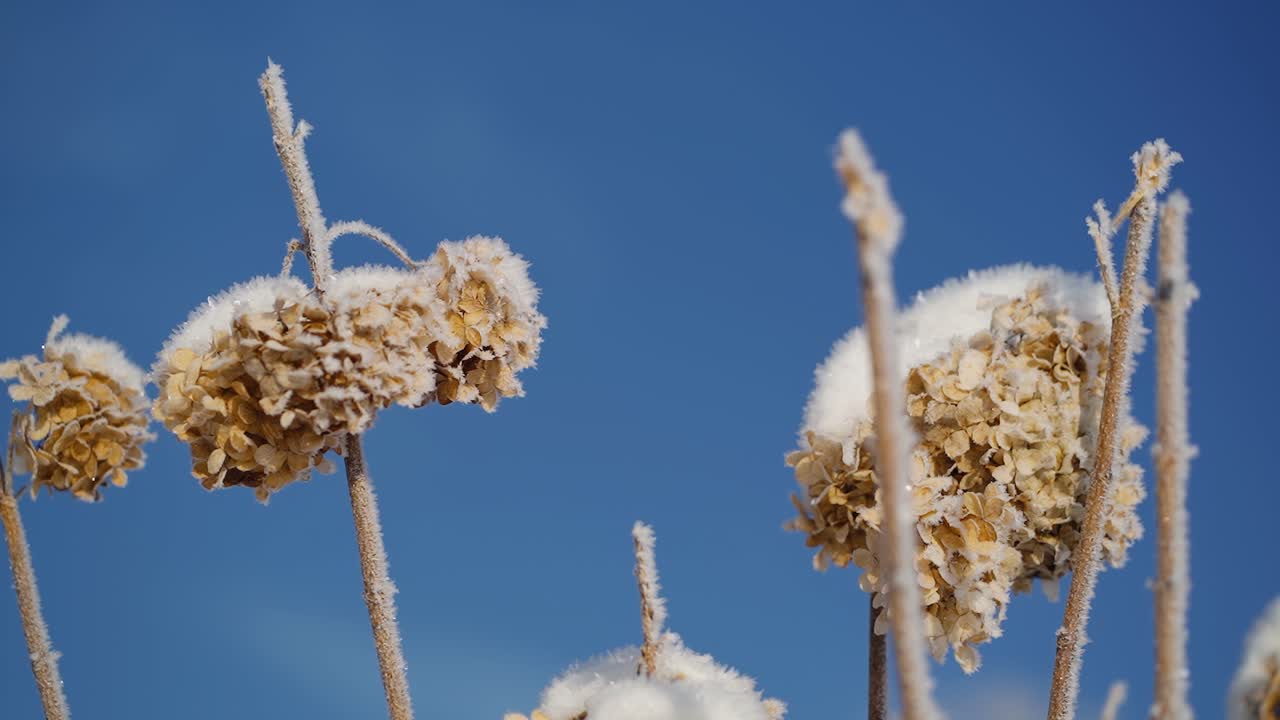 Close up of frost covered withered hydrangea flowers on a cold winter day with clear blue sky in the background. Delicate nature in frosty detail. Plants in morning frost.