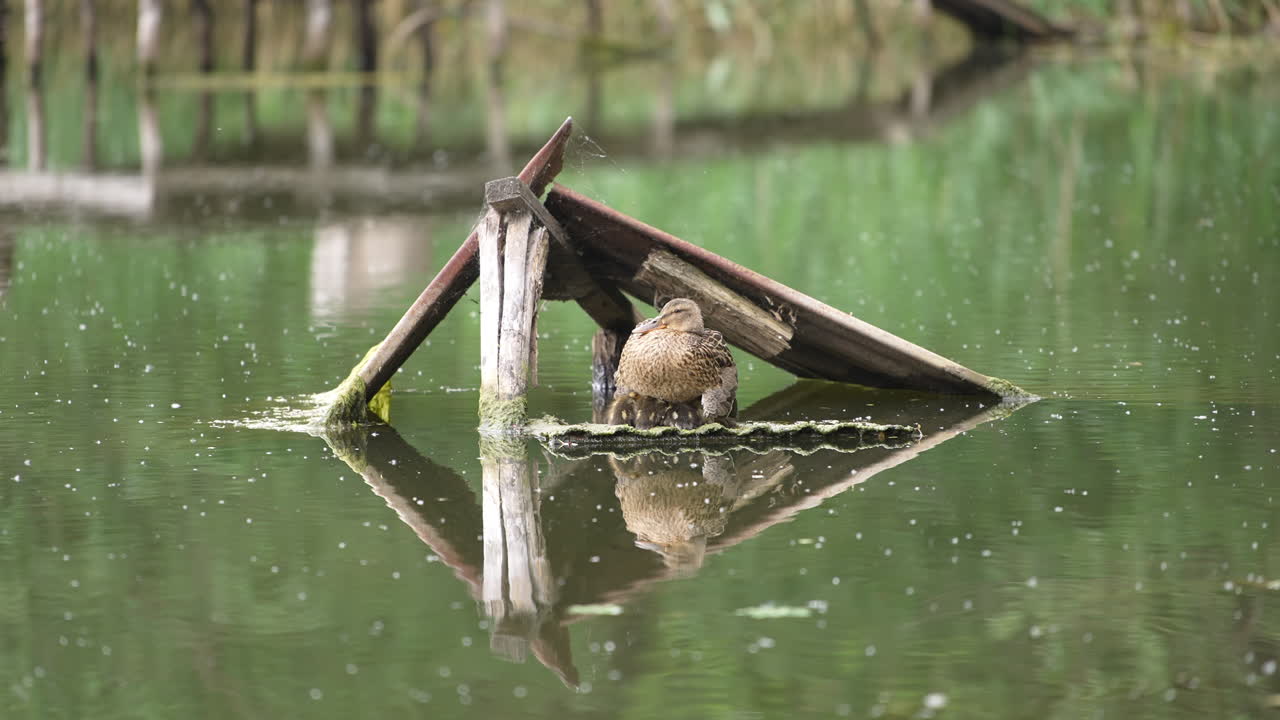 Mallard duck nesting little ducklings. Wild bird hiding her offspring under the old planks on the river. Blurred backdrop.