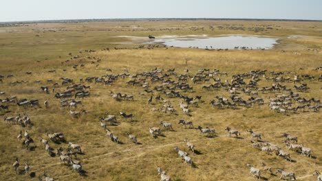 aerial zoom in view of a tourist safari vehicle watching a large herd of zebras on the makgadikgadi pans.  zebra migration botswana