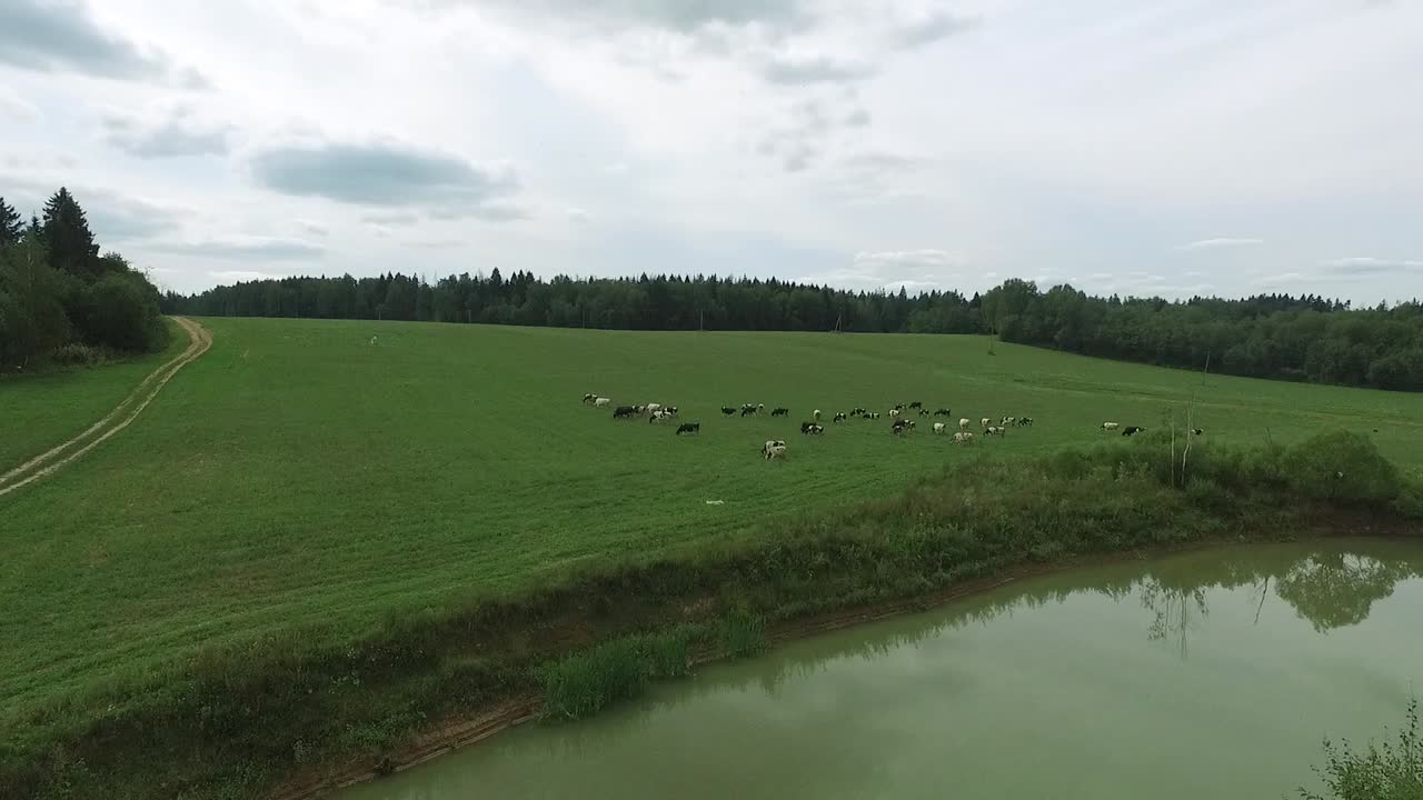 коровы пасутся на поле