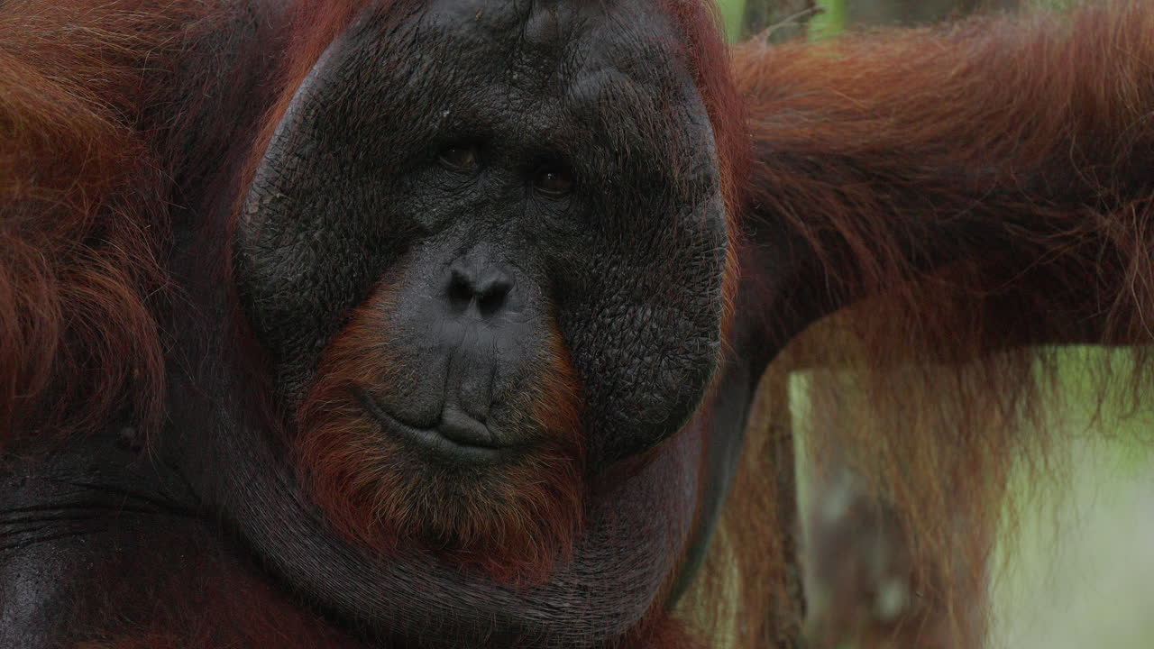 Orangutan Portrait in the Rainforest