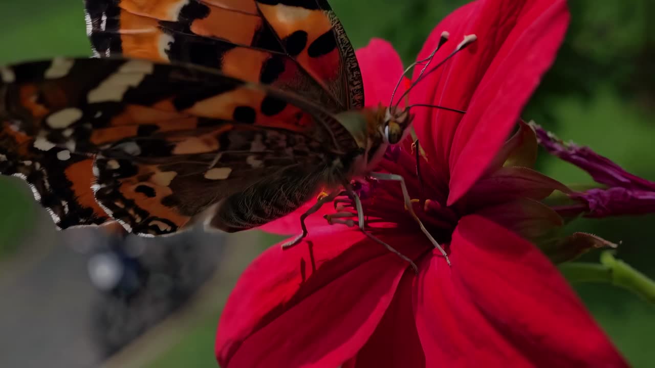 Video grandangolare che riprende una vivace scena in un parco con alberi rigogliosi e ciclisti sotto un cielo azzurro brillante
