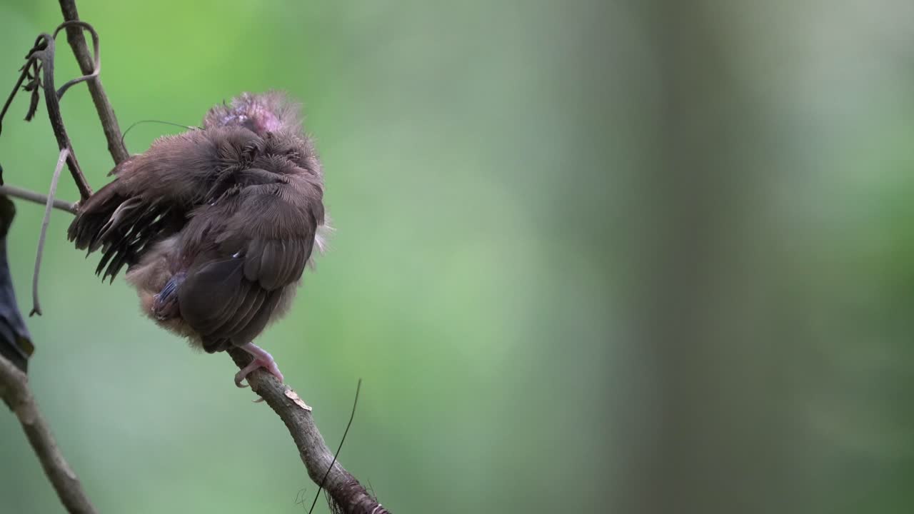 se ve a un pájaro bulbul de pico gris que acaba de salir de su nido limpiando sus plumas