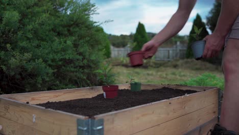 placing potted seedlings on planter box with soil in the garden