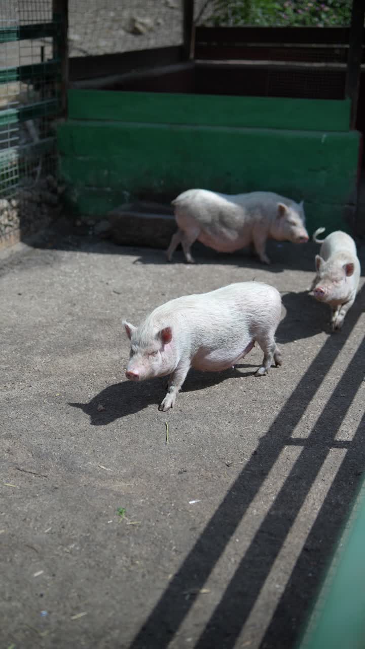 3 마리의 작은  돼지 들