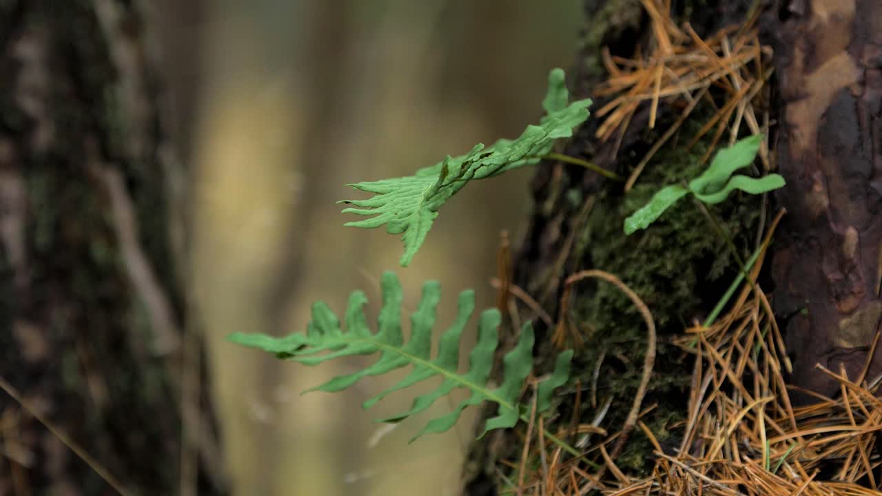 바람에 흔들리는 고사리 잎, 가을의 소나무 숲, 가을 시즌 개념, 얕은 필드 깊이, 신비로운 숲 배경, 클로즈업 샷