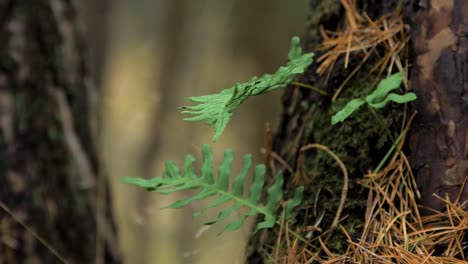 hojas de helecho balanceándose en el viento, bosque de pinos en otoño, concepto de temporada de otoño, profundidad de campo poco profunda, fondo de bosque místico, tiro cerrado