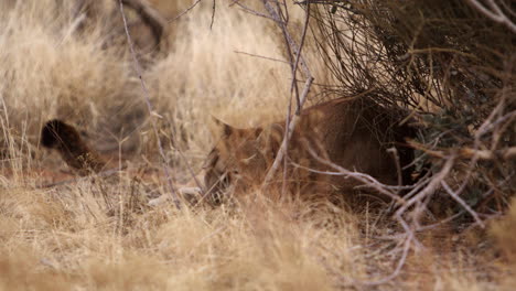 mountain lion lays down to relax hiding under brush on hot summer day