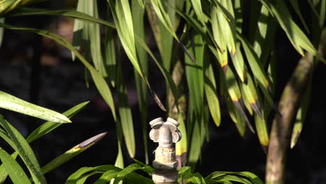 slow motion of a yellow-vented bulbul at the singapore botanic gardens flying away
