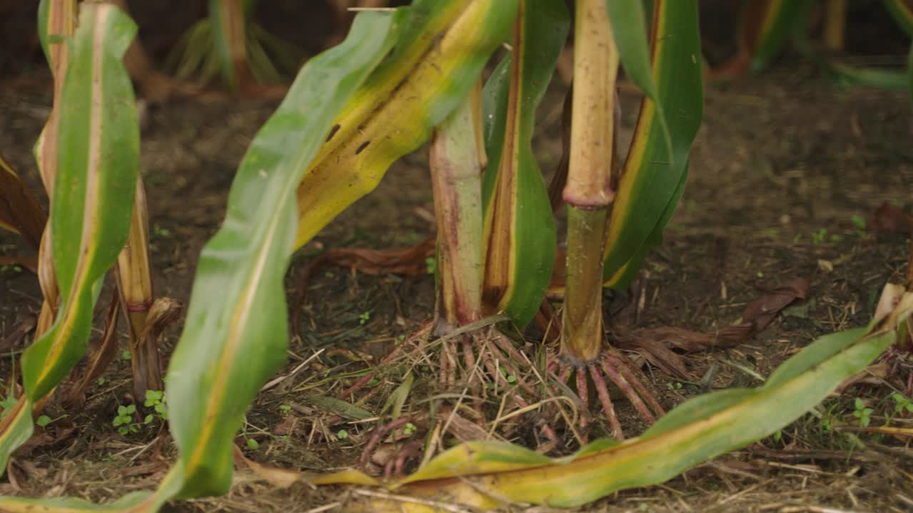 raíces de maíz intactas a la tierra en el campo de maíz, proporcionando nutrición