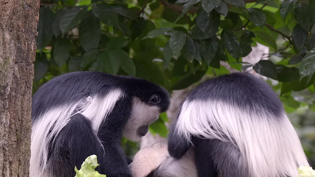 una familia de monos colobus blancos y negros descansa y come con su bebé