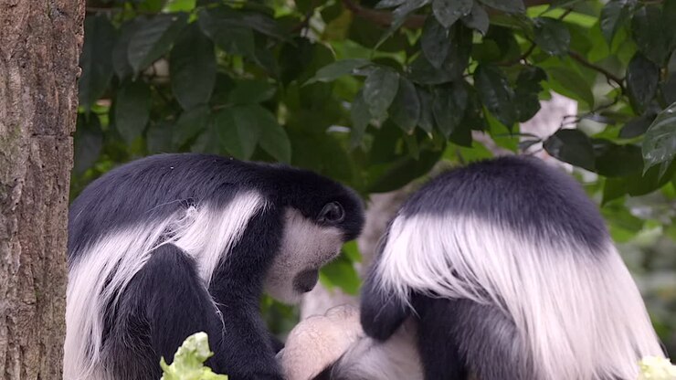 Una famiglia di colobi bianchi e neri si sta riposando e mangiando con il suo cucciolo.